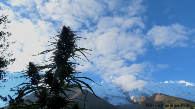 Weeds On the Way to Manang Valley